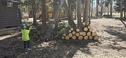 Trees endangering buildings and property not a problem!