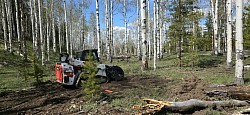 Tree and Debris Cleanup